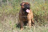 BULLMASTIFF 094